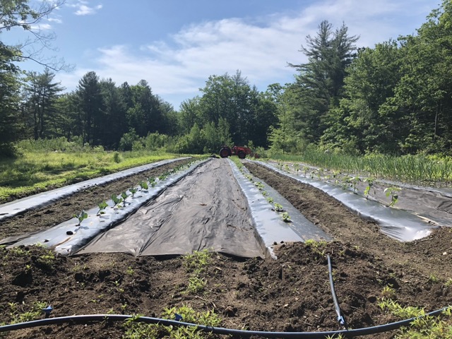 Vegetable farm rows covered with black plastic mulch, surrounded by lush greenery and trees under a clear blue sky, featuring irrigation lines and a distant red tractor at the center, symbolizing sustainable farming and efficient agriculture.